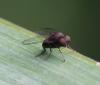 Kesselimyia chandleri